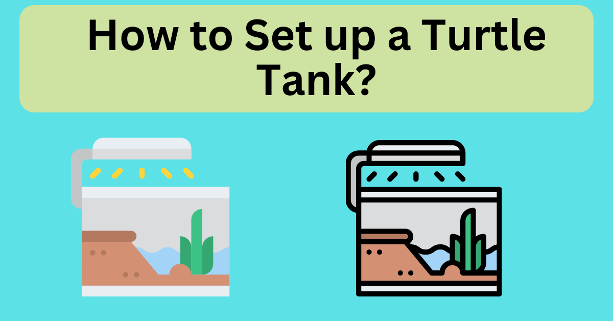 Turtle tank set up