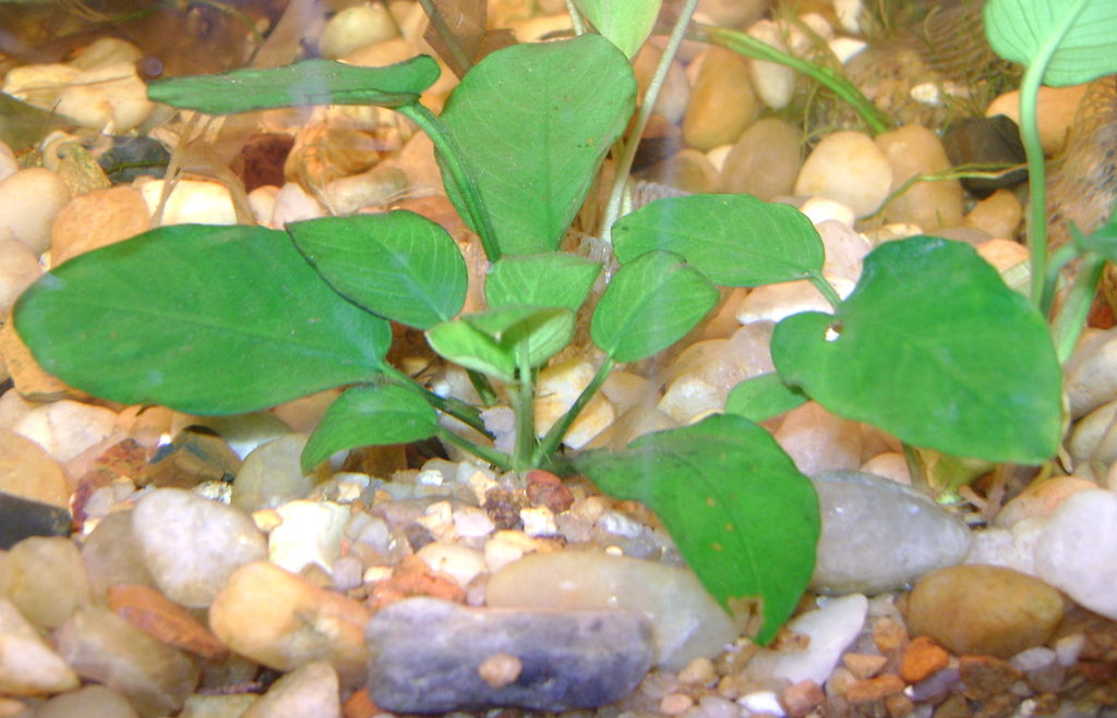 anubias plant as aquatic plant for turtle tank