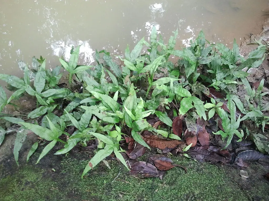 java fern aquatic plant for turtle tank