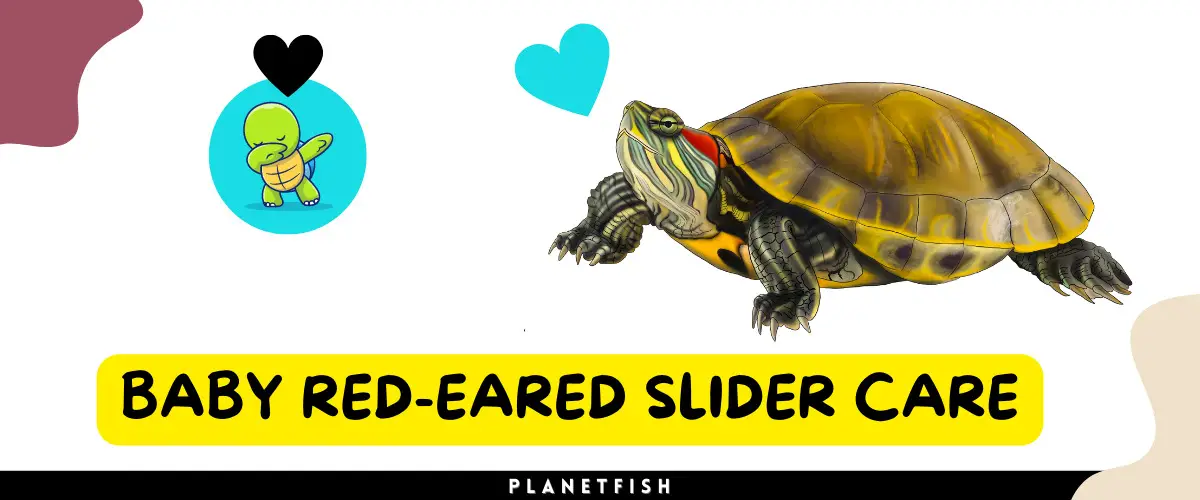 Baby red-eared slider care