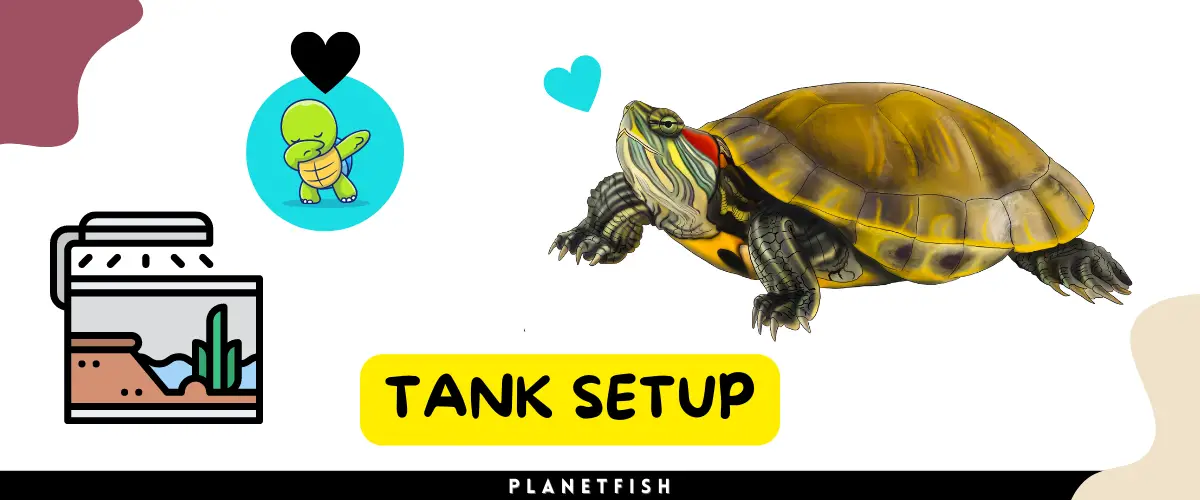 Baby red-eared slider tank set up