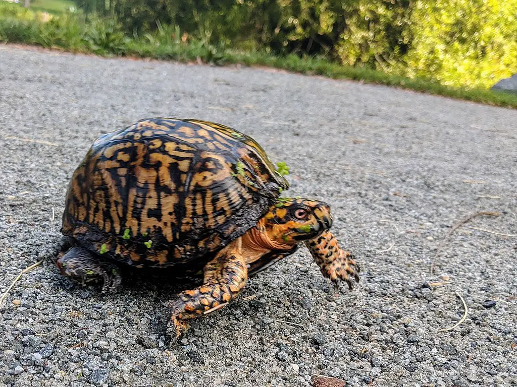 an eastern box turtle moving slow on a surface
