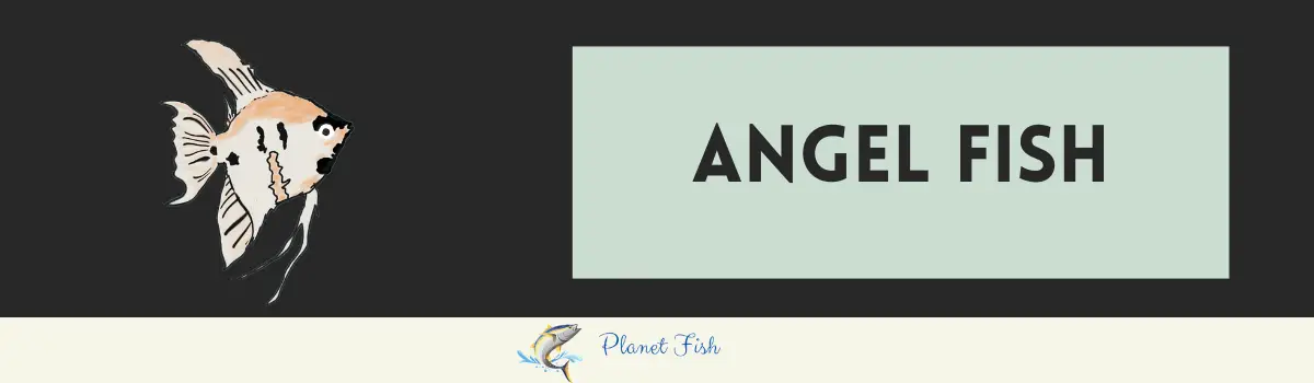 best fish for 10 gallon tank angel fish
