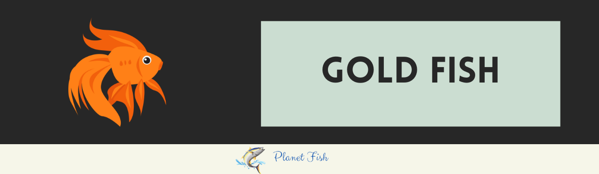 best fish for 10 gallon tank goldfish