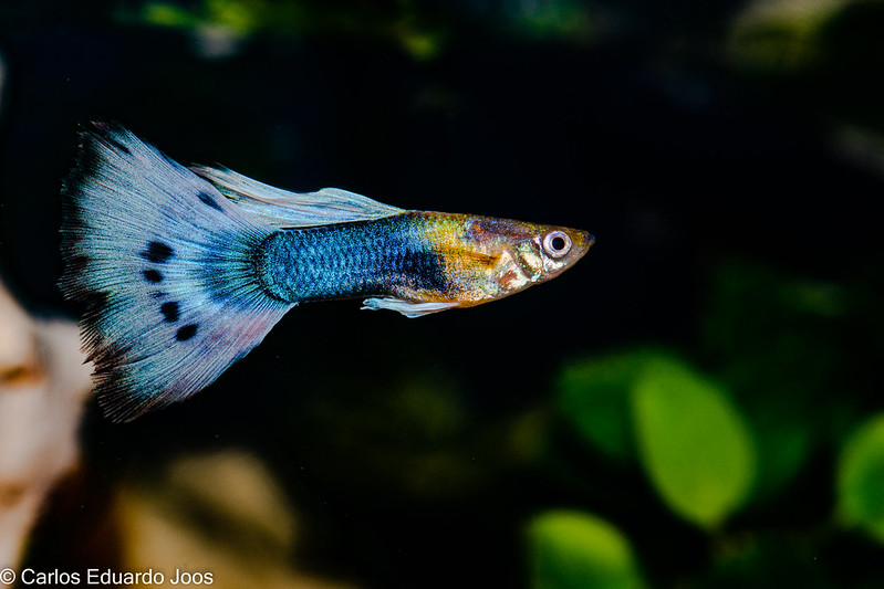 best fish for 5 gallon tank guppies
