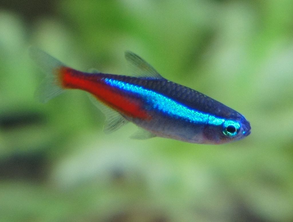 best fish for 5 gallon tank neon tetra