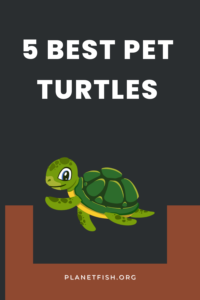 5 best pet turtles