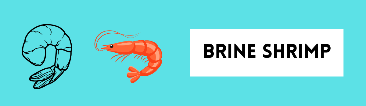 best food for betta fish: brine shrimp