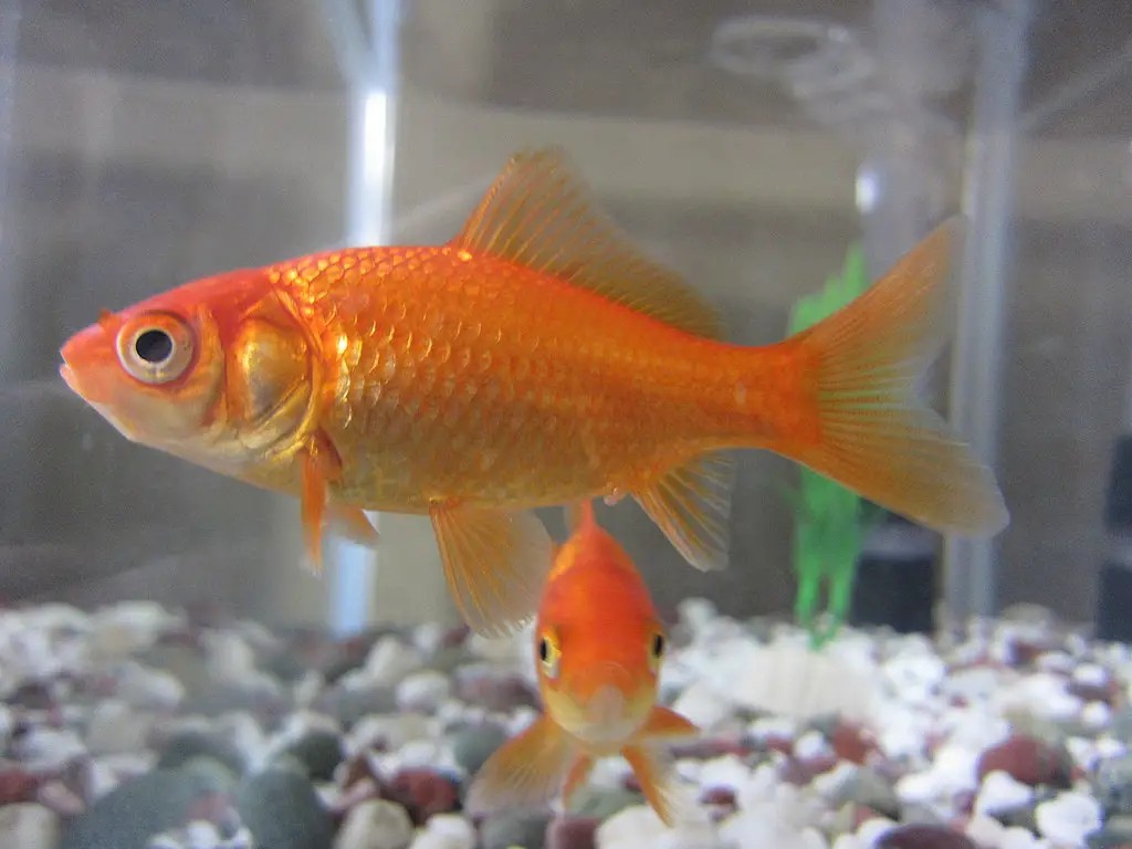 how many goldfish should you keep in a 10 gallon fish tank