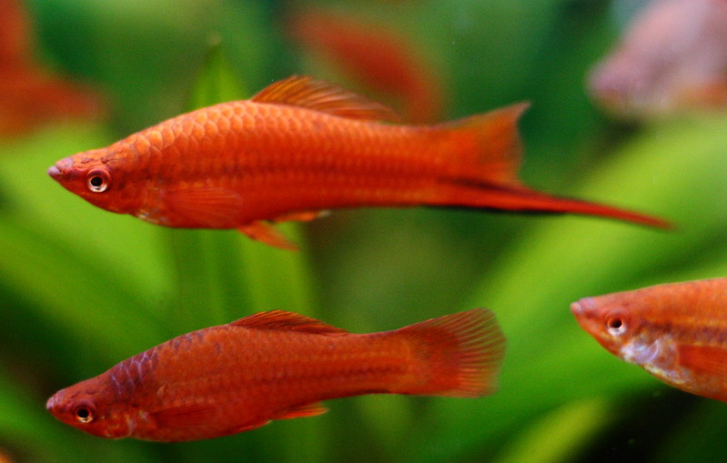 how many swordtails in a 10 gallon fish tank