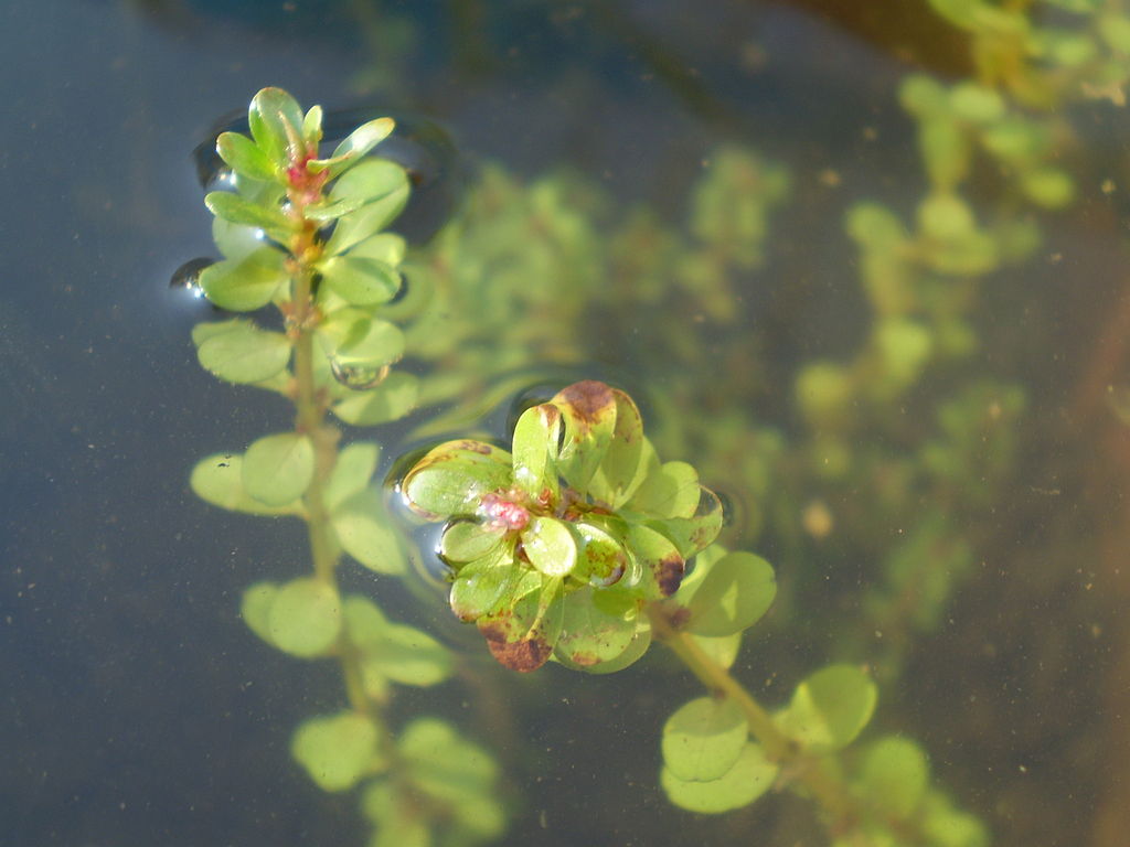rotala indica as an oxygenation plant for aquarium