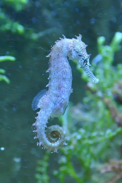 sea-water-underwater-biology-fish-fauna-1143493-pxhere.com