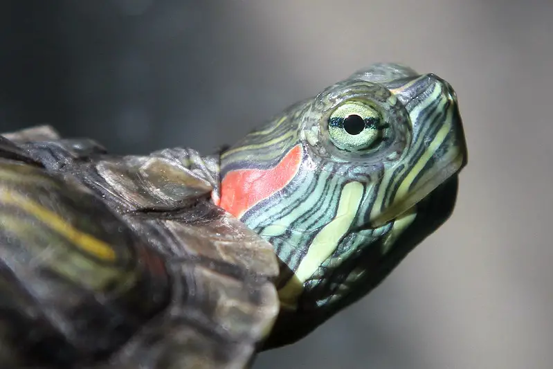 slow turtle