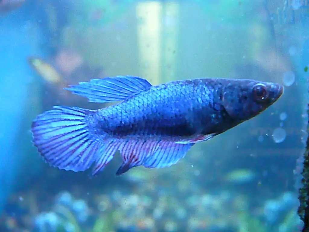 Female blue betta fish in aquarium
