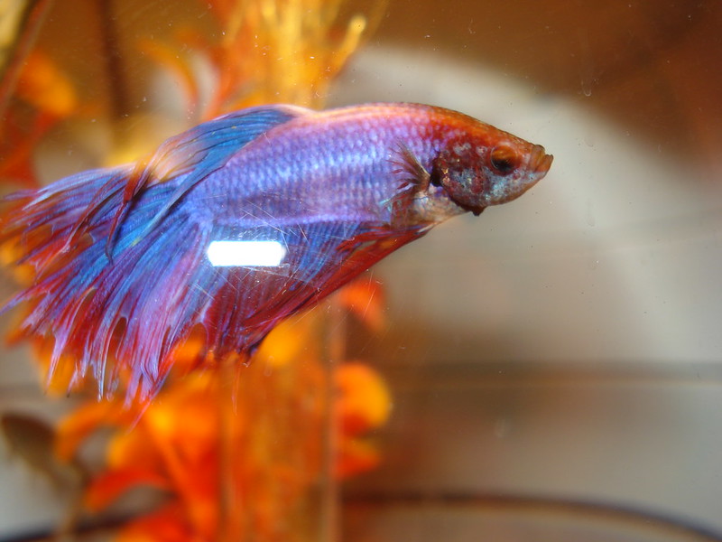 Purple betta fish in aquarium