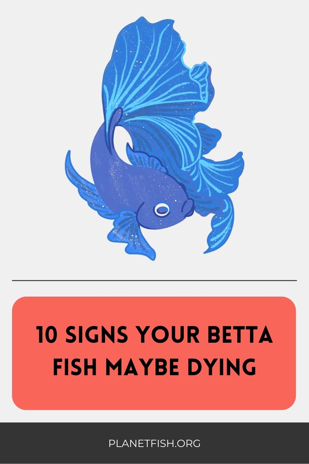 betta fish behavior before death- pin