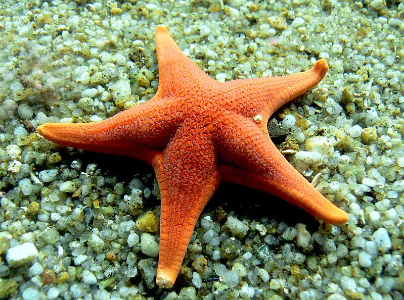 Do Starfish Have Brains? How Does It Think? Do Starfish Have Brains? How Does It Think?