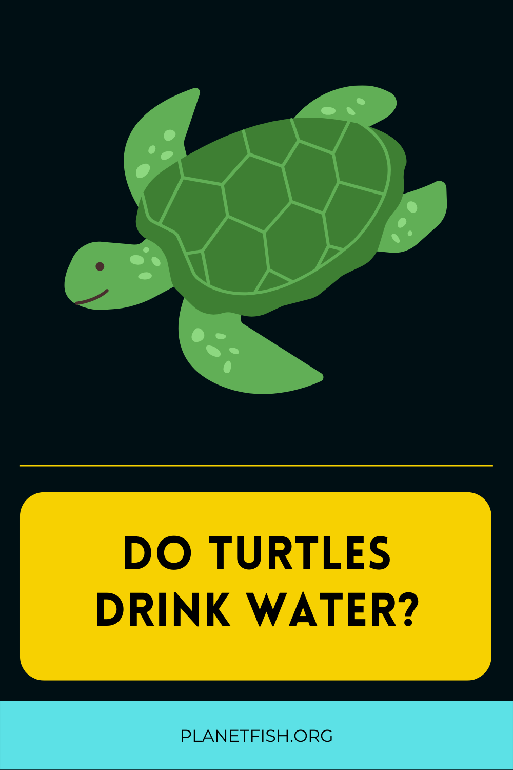 do turtles drink water