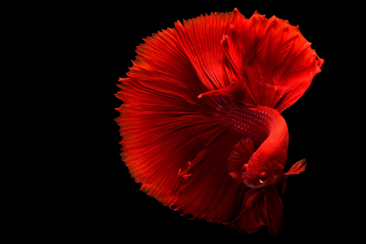 red betta fish in aquarium